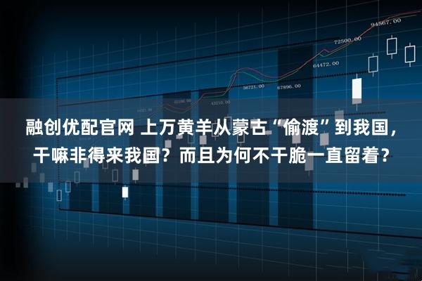 融创优配官网 上万黄羊从蒙古“偷渡”到我国，干嘛非得来我国？而且为何不干脆一直留着？